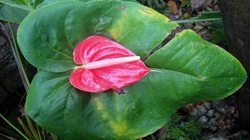 Pink Calla Lily