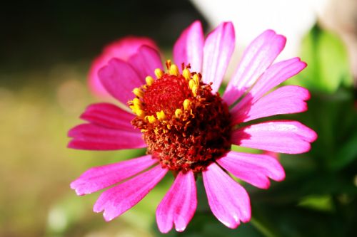 Pink Candle Flower Morning