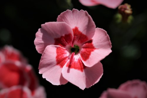 pink carnation  flower  blooming