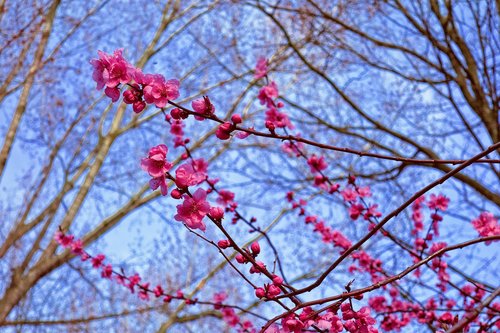 pink cherry blossom  cherry blossom  cherry tree