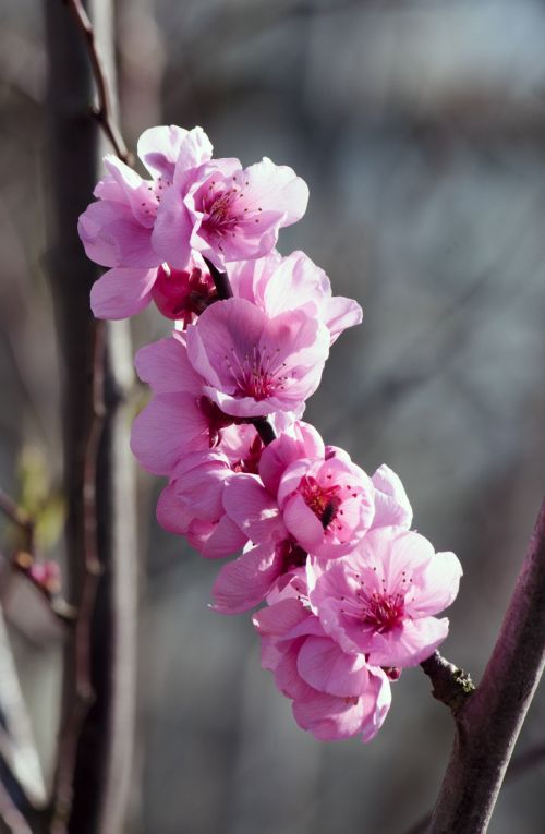 Pink Cherry Blossom Flowers