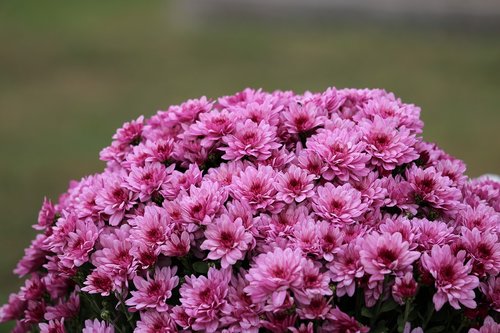 pink chrysanthemum  plant  flower