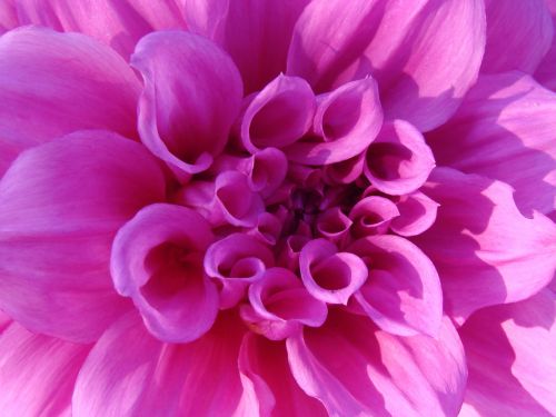 Pink  Chrysanthemum