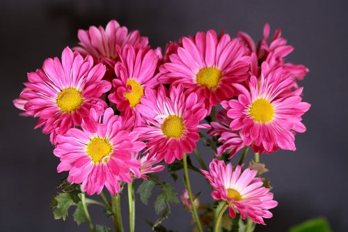 Pink Chrysanthemums Still Life