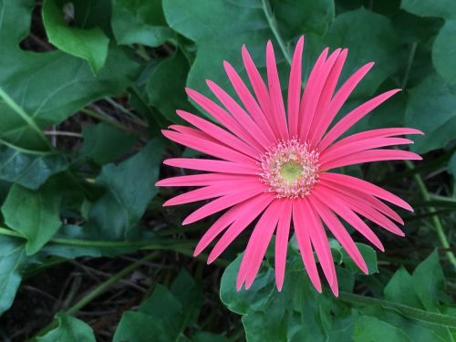 pink color flower flower blossom