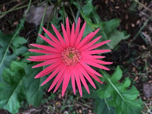 pink color flower flower blossom