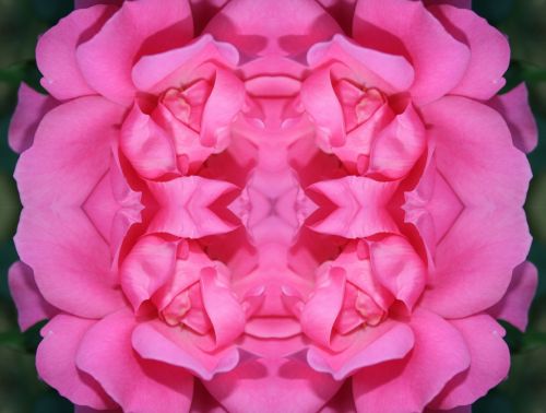 Pink Composite Rose