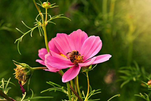 pink cosmea  flower  plant