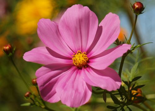 Pink Cosmos