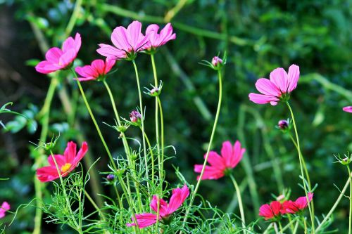 pink cosmos flowers cosmos