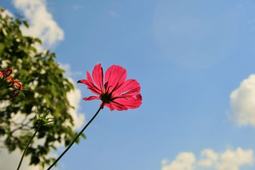 Pink Cosmos Against Sky