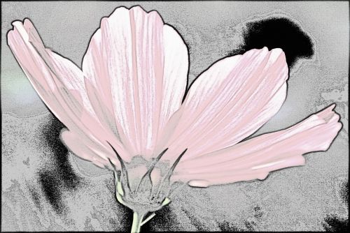 Pink Cosmos Flower Line Drawing