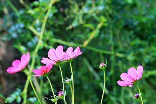 Pink Cosmos Flowers In Garden