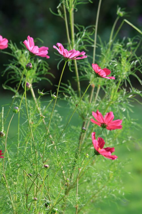 Pink Cosmos Flowers In The Garden