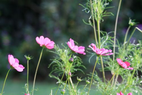 Pink Cosmos In The Garden