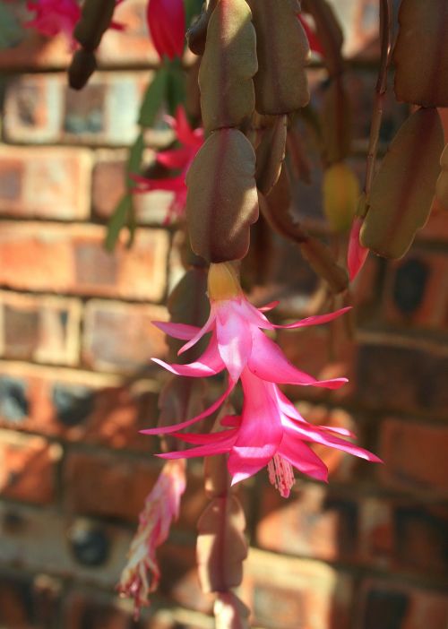 Pink Crab Claw Flower