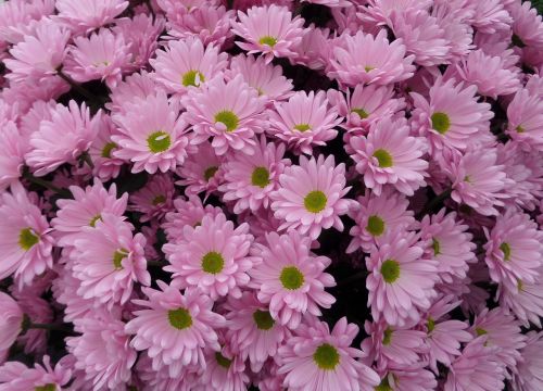 pink daisies pink daisy