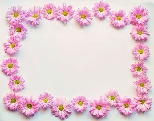 pink daisies border frame