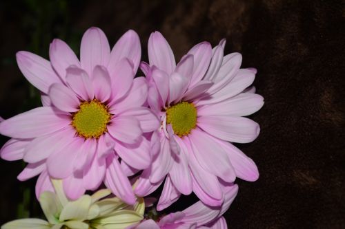 Pink Daisies Blossoms Flowers Macro
