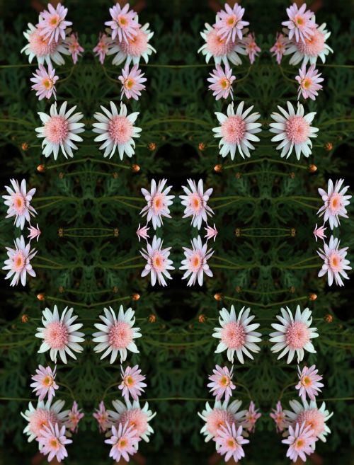 Pink Daisies In A Pattern