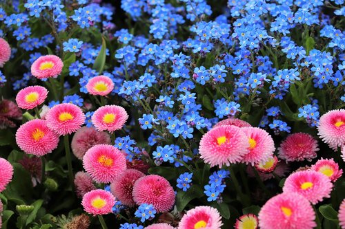 pink daisy  bellis perennis  blue aubrieta