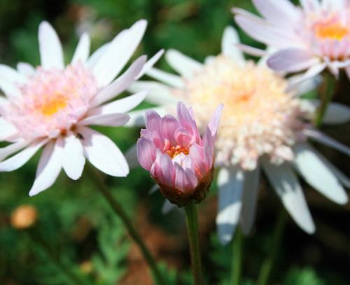 Pink Daisy Bud