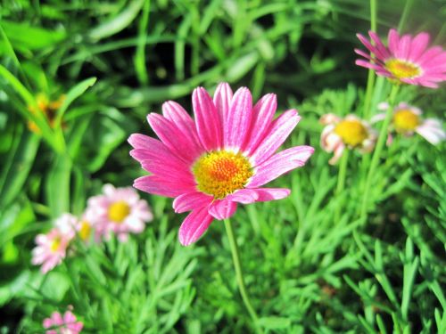 Pink Daisy Flower