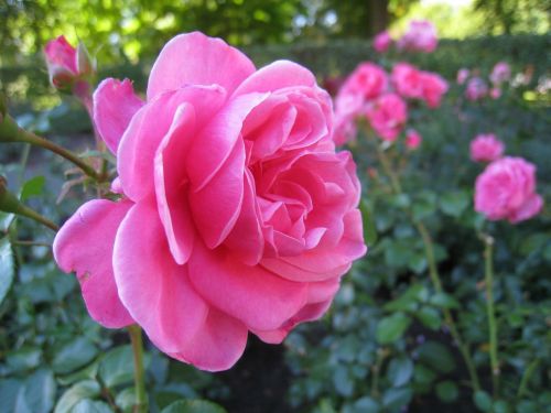 pink dream roses flower