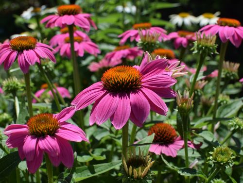 pink echinacea echinacea cone flower