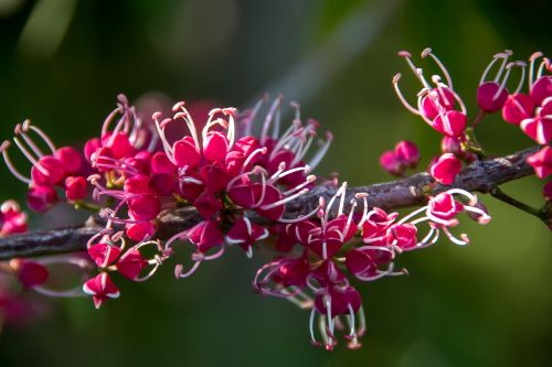 pink euodia melicope elleryana tree