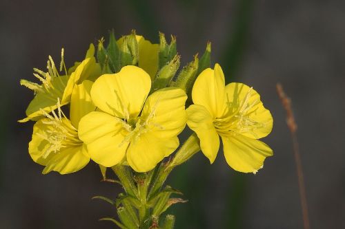 pink evening primrose wild flower yellow