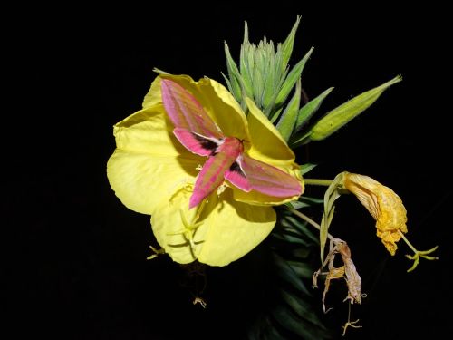 pink evening primrose medium wine enthusiast moth