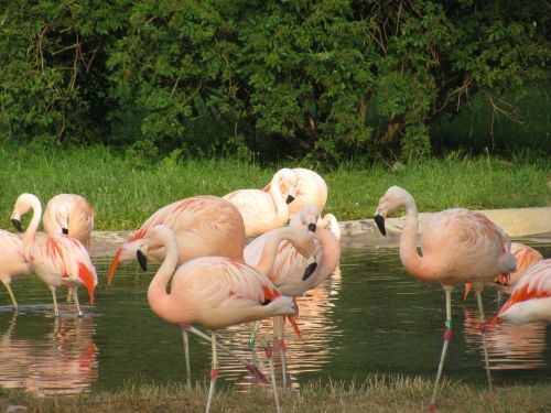 pink flamingo flock bathing