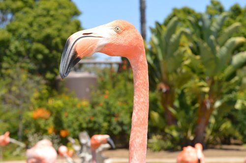 pink flamingo flamingo bird