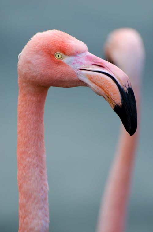 Pink Flamingo