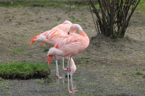 pink flamingo bird exotic