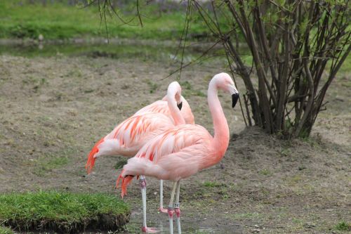 birds pink flamingo exotic