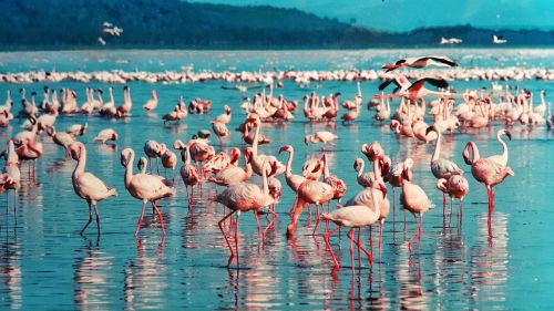 pink flamingo lake nakuru kenya