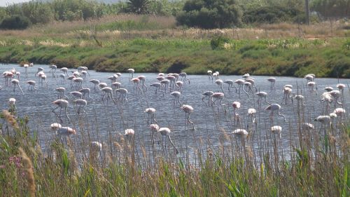 pink flamingo summer marsh