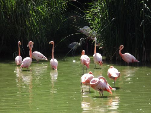 pink flamingo bath sun