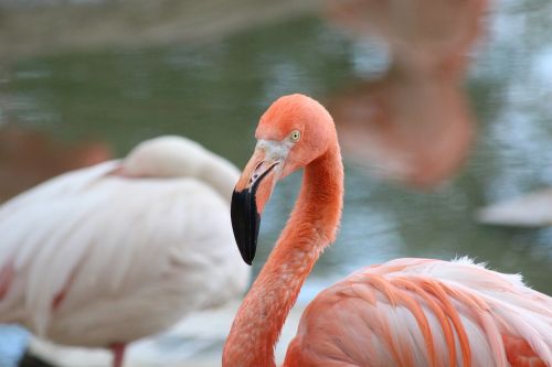 pink flamingo flamingo bird