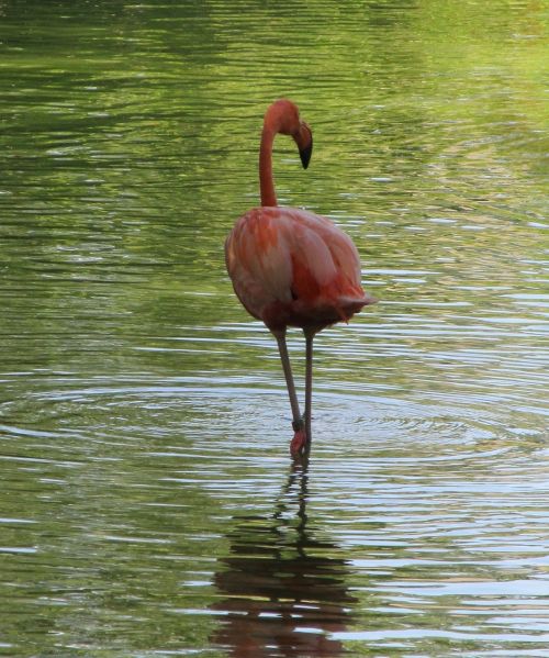 pink flamingo bird portrait standing