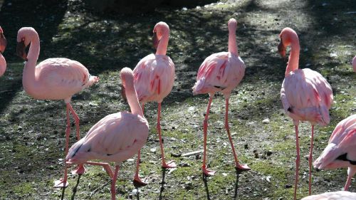 pink flamingo flamingos bill