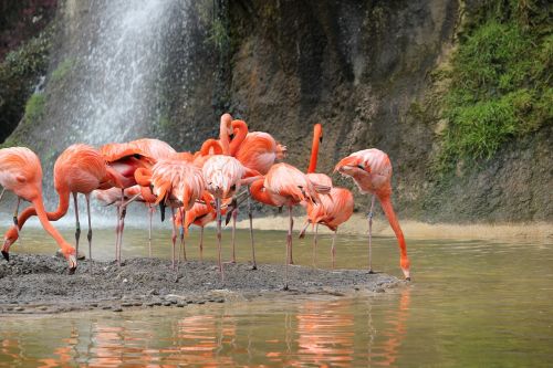pink flamingo bird body of water
