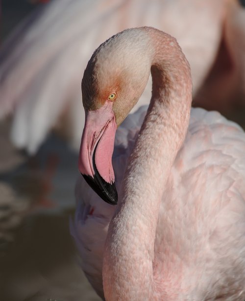 pink flamingo  camargue  bird