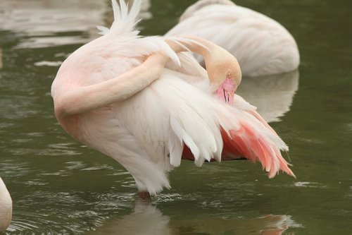 pink flamingo  pond  pen
