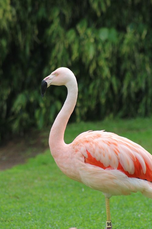 pink flamingo  animal  pink