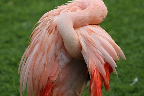 pink flamingo  animal  pink