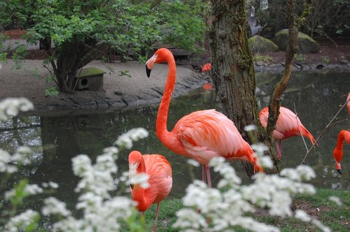pink flamingo  animal  fauna