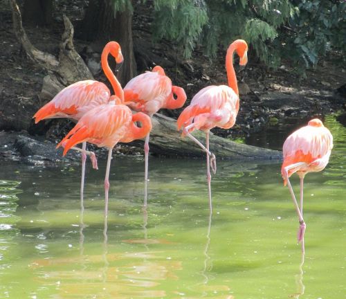 pink flamingos birds wild